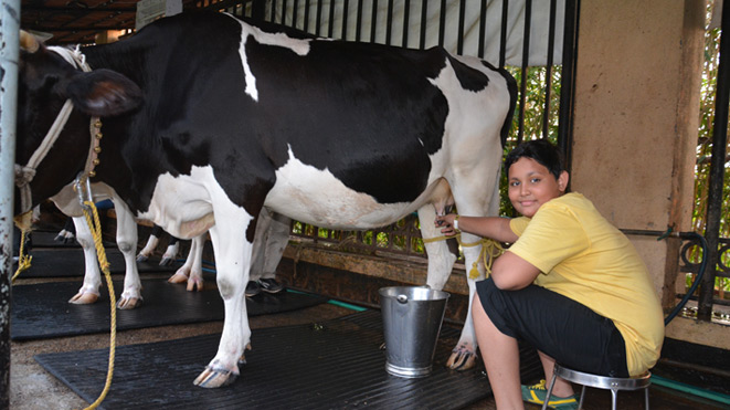 Experience Milking Jersey Cows at Della only