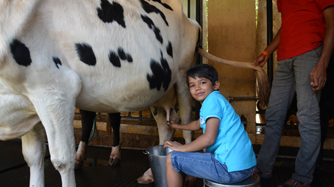 Must Try activity Milking Jersey Cows at Della Adventure Park