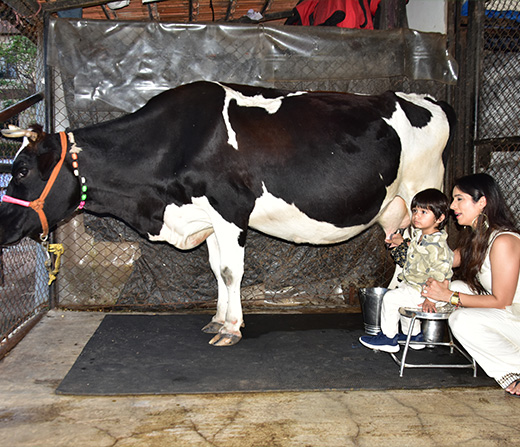 Enjoy Milking Jersey Cow at Della Adventure
