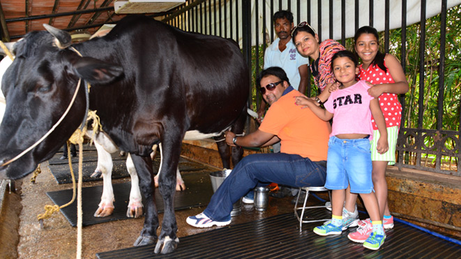 Enjoy activity Milking Jersey Cows at Della Adventure, Lonavla