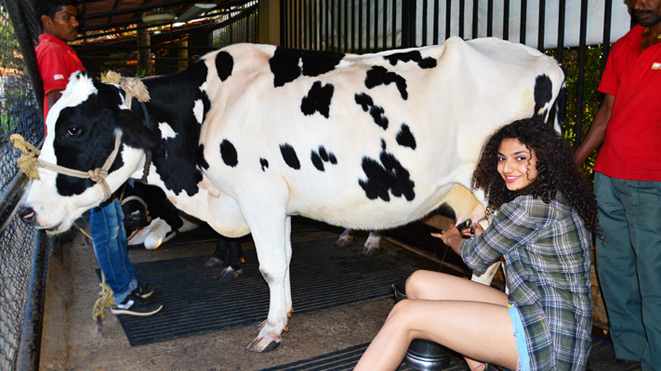 Milking Jersey Cows activity will your different experience