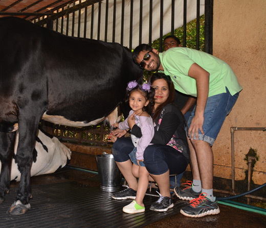 Enjoy Milking Jersey Cow at Della Adventure